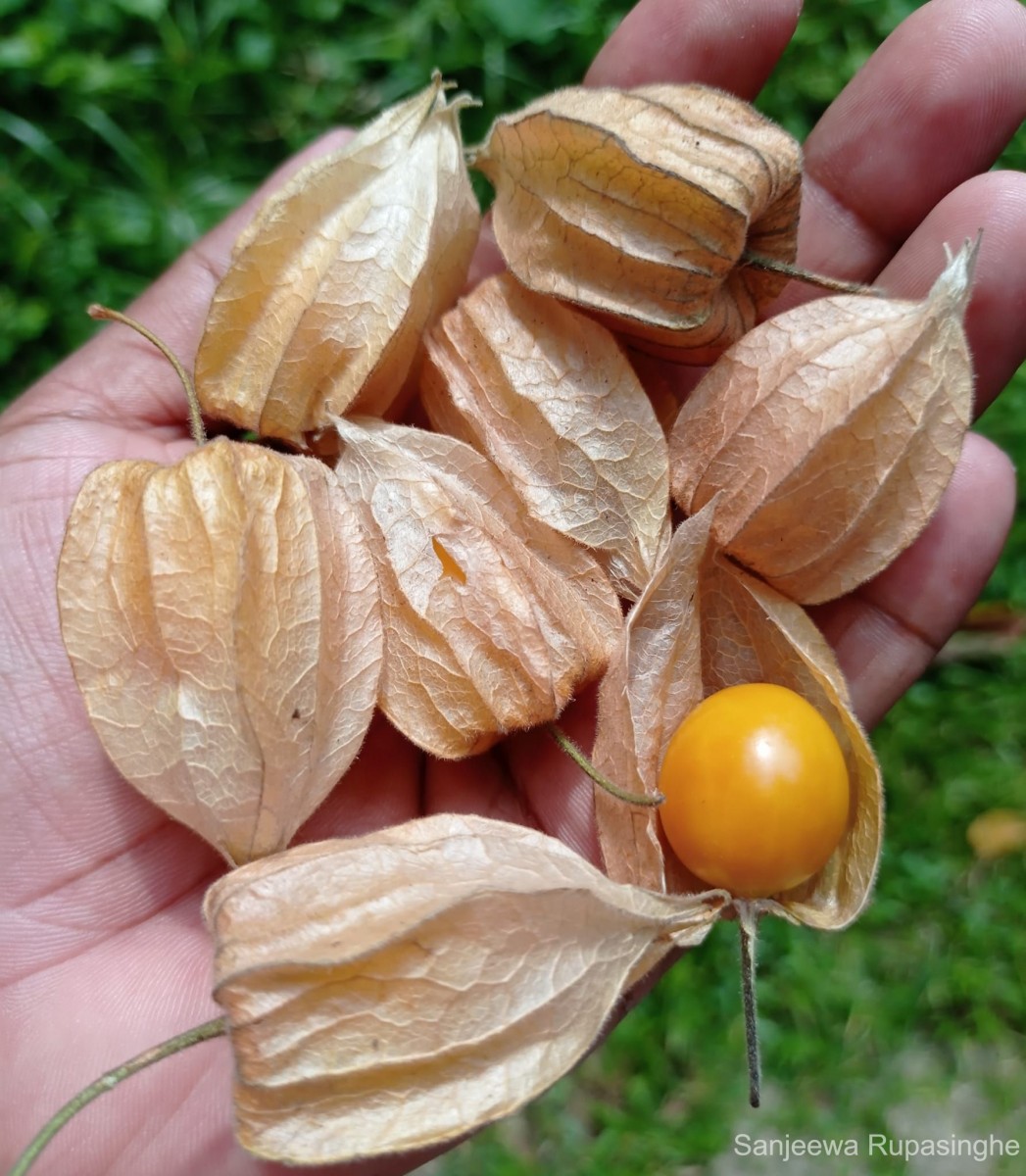 Physalis peruviana L.